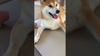 キラキラの輝いた目の犬 #short #shorts