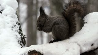 冬のエゾリス Hokkaido Squirrel in Winter ( Shot on RED EPIC High-speed )