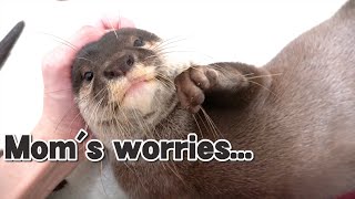 【カワウソ赤ちゃん】カワウソの母の悩み。The worries of the otter's Mother.【特別編】