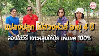 แปลงปลูกไม้ฮวงหัวลี่ อายุ 4 ปี ลองใช้วิธี เจาะหลุมให้ปุ๋ย เห็นผล 100% อำเภอ เมือง จังหวัด สุพรรณบุรี