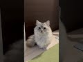 飼い主が口笛を吹いた時の子猫の反応 ミヌエット 子猫 猫 vlog こねこ cat cute cutecat funnycat pet