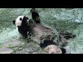 20210224 木屑浴完躺吃竹 圓圓倚樁真貴婦 giant panda yuan yuan u0026 yuan bao