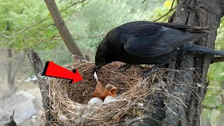 Little Guardian: The Journey of a Baby Black Drongo @birdswithme107