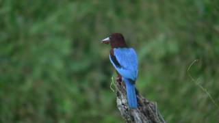 アオショウビン　White-Throated Kingfisher