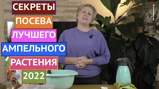 ОБ ЭТОМ РАСТЕНИИ МЕЧТАЕТ КАЖДЫЙ! ВЫРАЩИВАЕМ ДИХОНДРУ ИЗ СЕМЯН!