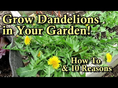 Where do dandelions grow best?
