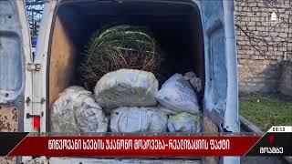 წიწვოვანი ხეების უკანონო მოპოვება-რეალიზაციის ფაქტები გამოვლინდა