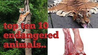 Top ten 10  animals in endangered அழியும் நிலையில்  உள்ள சிறந்த  பத்து விலங்குகள்