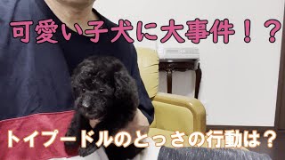 【定年退職夫婦が大慌て生後２か月の子犬に大事件】初日の続々編です。