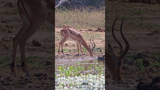 Very Nervous Impala Drinking from Leeupan Waterhole - Kruger National Park #FYP #wildlife