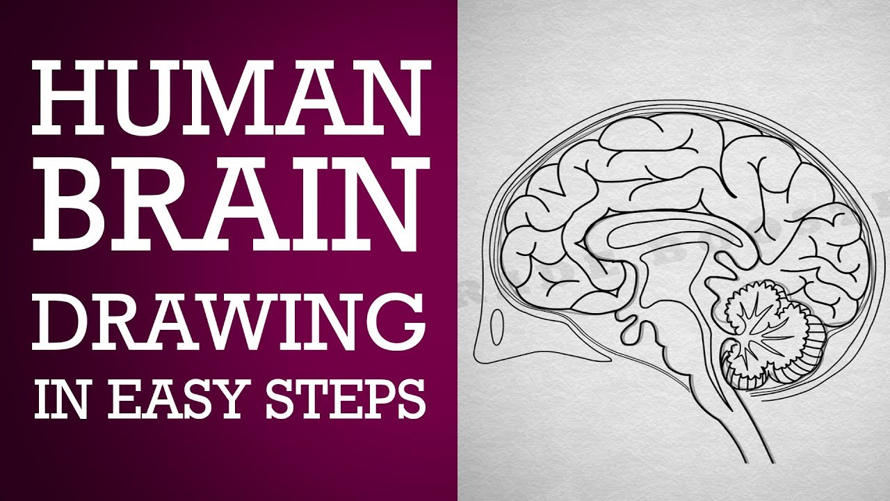 How To Draw Human Brain Step By Step :Control & Coordination| Ncert ...