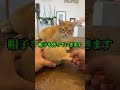 猫ちゃんのための特別なプレゼント