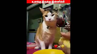 😂🐈🐕வாங்க... ஓனர் அம்மா எப்ப வந்தீங்க.....😂🐈🐕#comedyvideos#viral #trending #funnyanimal #videos