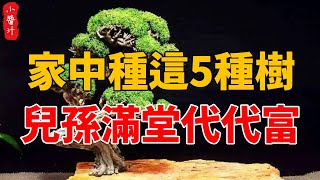 家中種這5種樹，聚氣養人旺三代，兒孫滿堂享清福，看完趕緊種一顆！#生活小醬汁