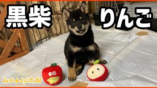 これからの柴犬ファミリーとみかん園の新しい仲間・黒柴りんご🍎