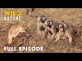 Fight Or Die (FULL EPISODE) | Lion Attacks Baboon Kingdom | Animal documentary