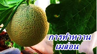 ตอนที่่6 การทำหวานให้กับเมล่อน