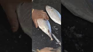 பாறை மீன் வெட்டியாச்சு குழம்பு வைக்க மீன் ரெடி #fish #food #foodie