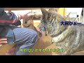 大好物のお刺身を遠慮がちにおねだりする甲斐犬　 甲斐犬 柴犬 vlog 【柴犬・甲斐犬】