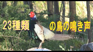 23種類の鳥たちの鳴き声　4K　😊