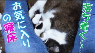 猫あるある？！好きな寝床♪