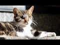 Blind Cat Svetlana Has Cancer