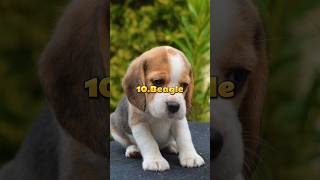 Top 10 Most Cutest Dogs In The World #shorts #top10 #viral