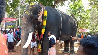 🐘Pambady Rajan ന്റെയും പാപ്പാൻ സതീഷിന്റെയും ഒരു പൂരദിന കാഴ്ചകൾ. 𝓜𝓪𝓷𝓪𝓽𝓱𝓪𝓻𝓪𝔂𝓲𝓵 𝓶𝓮𝓭𝓲𝓪.