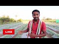 थांबा.. हा व्हिडिओ बघितल्याशिवाय कलिंगड करू नका commercial watermelon farming profit