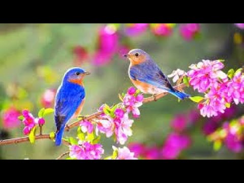 Birds Singing Together | Birds Sounds | Birds Natural Sounds | Relaxing ...