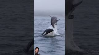 Orca whale and dolphin encounter #dolphin #orcaencounter #orca #whale #ocean #orcasisland #trending