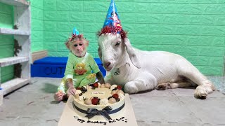 Wow Very Surprise CUTIS Celebrate Birthday For GOAT Ben