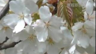 春香る  桜満開♪ 小金井公園の大島桜