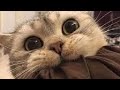 What color is the sky mi amor mi amor #youtubeshorts #funny #memes #cat #viral