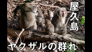 屋久島で野生の動物を撮る　サルの群れへと接近　西部林道にて　前編　[POV]