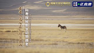 走进“无人区”阿尔金山 科考探秘野生动物越冬【现场直播】