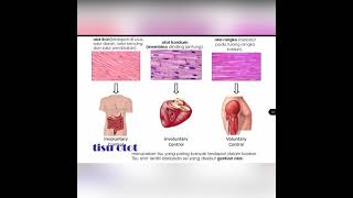 Bio T4 B2: 2.3. Proses hidup organisma multisel