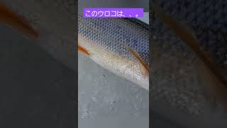 ついに、、。#short #釣り#フライフィッシング#fishing#fish#わかさぎ#わかさぎ釣り#岩洞湖#岩手県