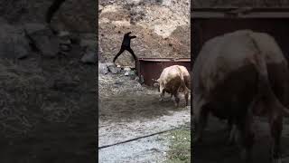 Kaçtı kurtuldu #shorts #inek #toro #bull #animals #youtubeshorts #viral