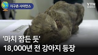 [지구촌 사이언스] '마치 잠든 듯' 18,000년 전 강아지 등장  / YTN 사이언스