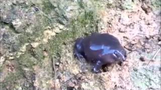 Indian Purple Frog (Pignosed Frog)