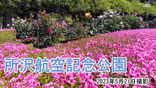 【4K】ヤグルマギク・さつき・バラ・日本庭園・所沢航空記念公園（2023年5月21日）