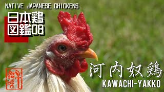 日本鶏図鑑08　河内奴鶏　The World of Native Japanese Chickens