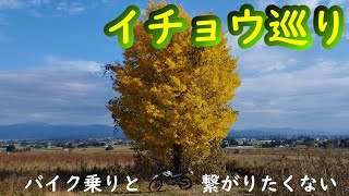 【イチョウ巡り】ツーリングセローで矢巾町○○寺、紫波町○○寺ツーリング 【モトブログ】