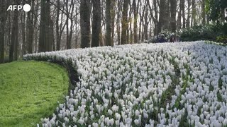 Olanda, riapre il parco floreale piu' grande del mondo