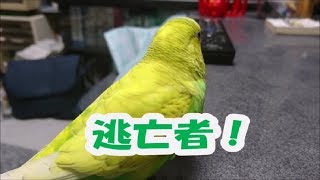 セキセイインコのチョコ㉓　チョコ　逃亡の巻！