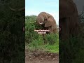 Huge Elephants @Amboseli never seen them this close 😱#shorts #youtubeshorts #kenya#amboseli #anandg