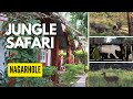 NAGARHOLE TIGER SAFARI | NEAR MYSORE | VEERANAHOSAHALLY GATE | JUNGLE INN RESORT