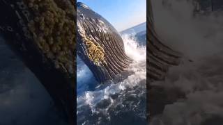 Big Whale Falls On Their Boat 😱 !