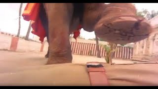 Elephant Kills Corrupt Police Sundar Krishna Urs | Aahuti Kannada Movie Scene | Ambarish | Musuri